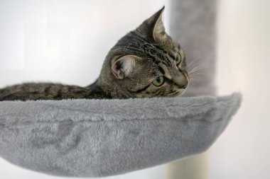 Kedi kanepede yatıyor.