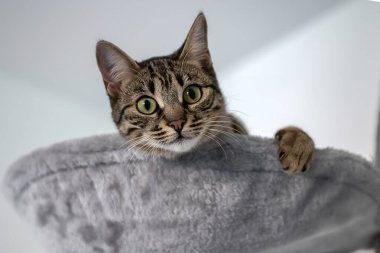 Şirin pofuduk kedi odada.