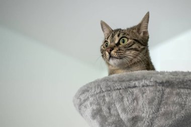 Güzel bir tekir kedinin yakın plan fotoğrafı.