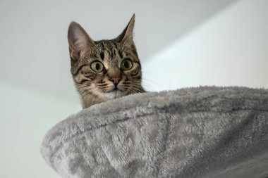 Kedi yerde yatıyor.