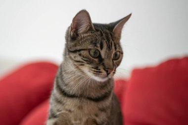 Kedi kanepede yatıyor.