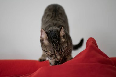 Kırmızı dudaklı ve ağzı kanepede uzanmış bir kedi.