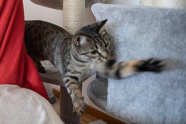 Yerdeki sevimli kedi.