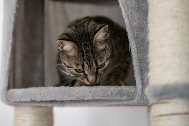 yatakta yatan tekir kedi