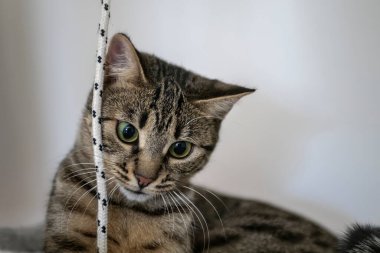 Kocaman gözleri olan sevimli bir kedi.