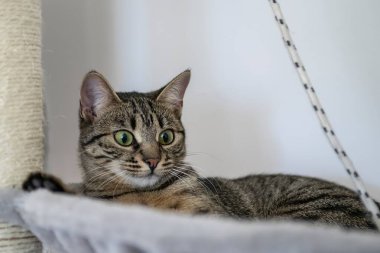 Sevimli kedi, hayvan portresi