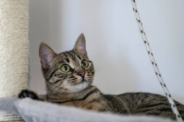 Sevimli tekir kedi kanepede uzanıyor ve başka tarafa bakıyor.