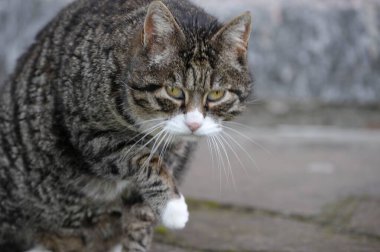 Şirin bir kedinin portresi