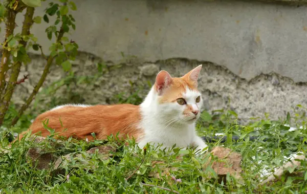 Şirin bir kedinin portresi