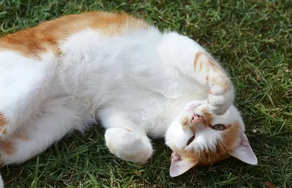 Bahçedeki kırmızı kedi