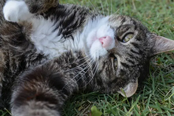 Şirin kedi çimlerin üzerinde yatıyor.
