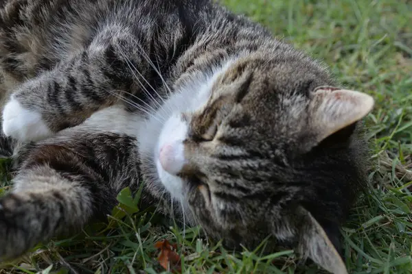 Bahçede uyuyan kedi