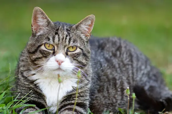 Çimenlikteki sevimli kedi