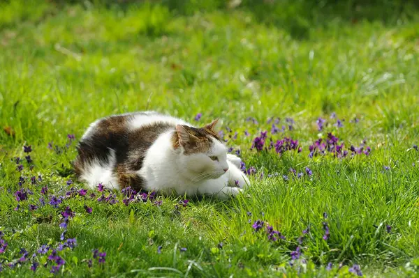 Bahçedeki sevimli kedi.