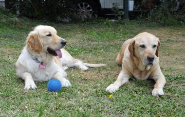 Golden Retriever sevimli köpeğiyle oynuyor.
