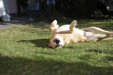 Şirin köpek yeşil çimlerde yatıyor.