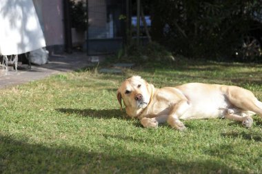 dog playing with a stick on the lawn