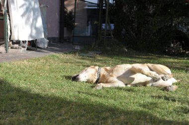 sevimli köpek çim üzerinde yalan