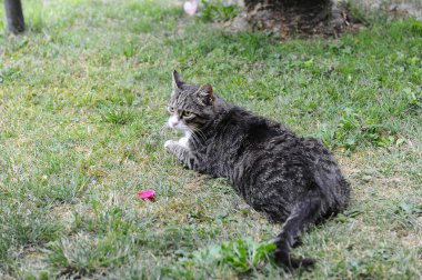 Sevimli kedi, hayvan, evcil hayvan