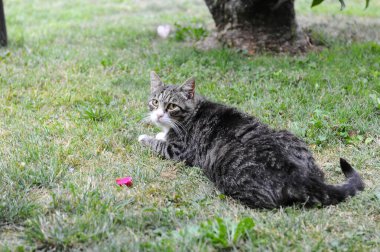 Bahçede güzel bir kedi