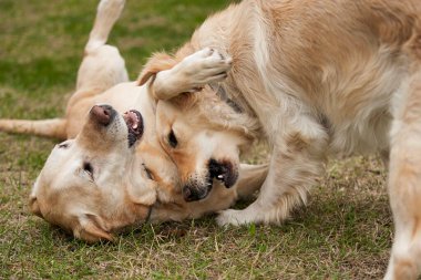 Çimenlerde oynayan Golden Retriever