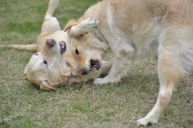 Labrador Retriever köpekle oynuyor.