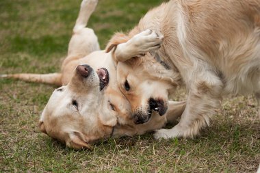 Labrador av köpeği bahçede oynuyor.