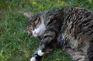 Çimlerin üzerinde yatan güzel bir kedi