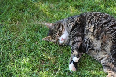 Kedi çimlerin üzerinde uyuyor.