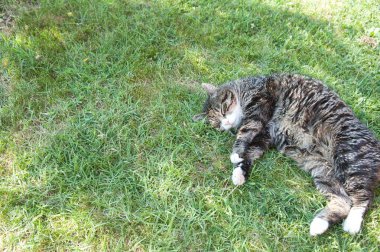 kedi yeşil çim üzerinde yalan