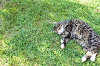 Çimlerde bir kedi