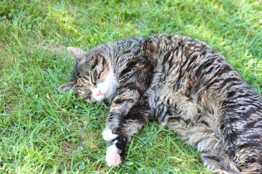 Kedi bahçedeki çimlerde uyuyor.