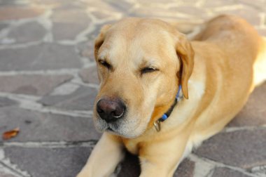 Şirin bir köpeğin portresi.