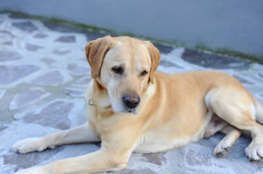 Köpek yerde oturuyor.