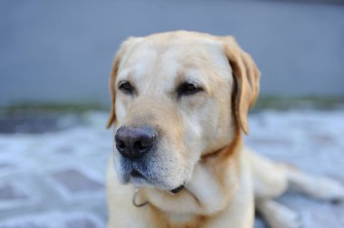 Şirin bir köpeğin portresi