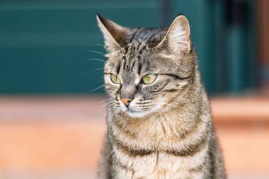 Şehirdeki sokaktaki kedi.