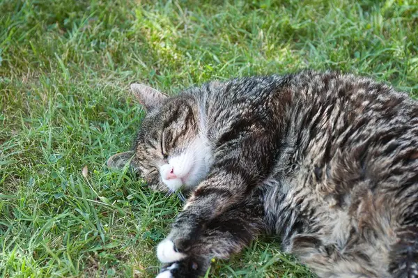 Çimlerin üzerinde yatan sevimli bir kedinin yakın plan çekimi.