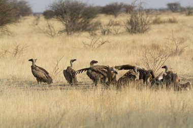 Afrika 'nın güneyindeki Kruger Park' ta.