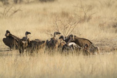 Çöldeki vahşi hayvanlar
