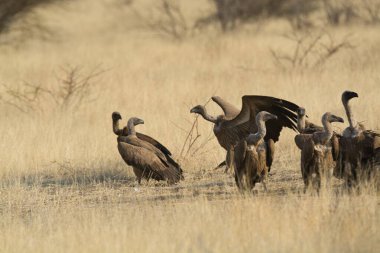 Büyük gri akbaba (gycvus fulvus) Etoşa ulusal parkında besleniyor, namibya.