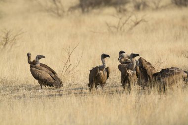 Doğadaki bir grup kuş, doğa konsepti.