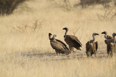 Gri turnalardan oluşan büyük bir grup (grus grus grus) doğal koruma alanındaki doğal bir çevrede. aragon, aragon, İspanya