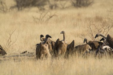 Bir grup Afrikalı Dedehs - Afrika bozkırlarında vahşi hayvanlar.