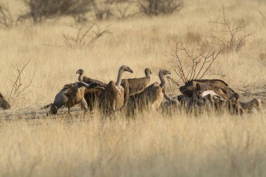 group of beautiful wild ducks in the savannah
