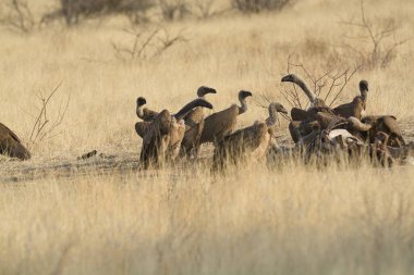 group of beautiful young cranes in natural habitat, wild nature