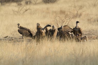 group of beautiful young animals in the savannah