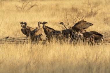 african wild dedeest in the savannah in kenya africa
