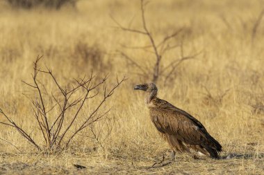 african eagle, national wildlife of south africa, africa