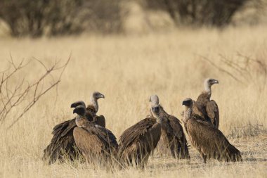 big group of wild geese