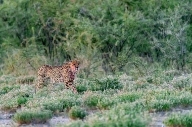 Wild cheetah (Acinonyx jubatus) photographed in its natural habitat. Known as the fastest land animal, this African big cat is shown in the savanna with its spotted fur and elegant body. Perfect for themes of wildlife, speed, predator